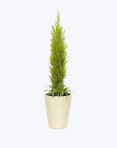 Gallon Pot