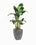 Bonsai desktop 7