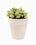 Bonsai desktop 6